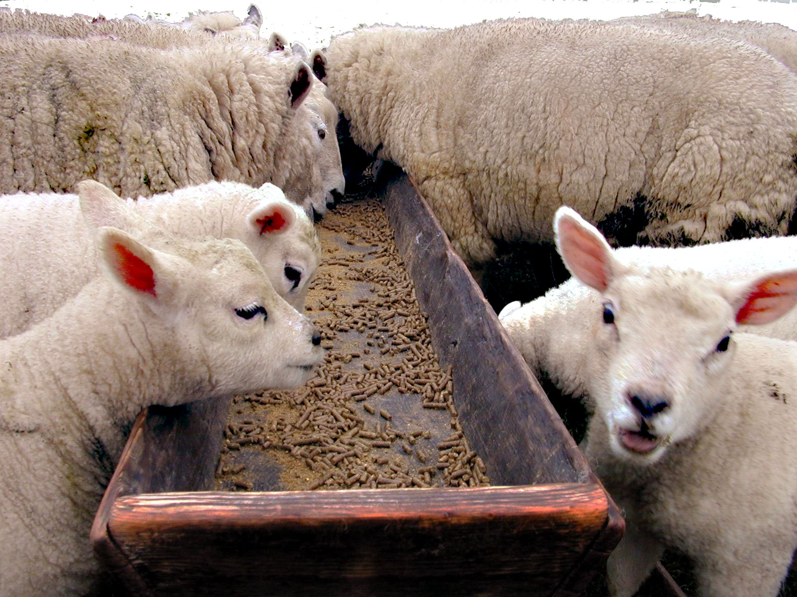Откорм ягнят. Откормочная площадка для овец. Откорм овец. Комбикорм для овец. Сельское хозяйство животноводство.