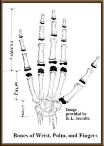 Bones of the hand