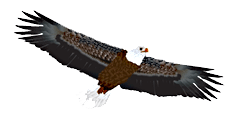 eagle